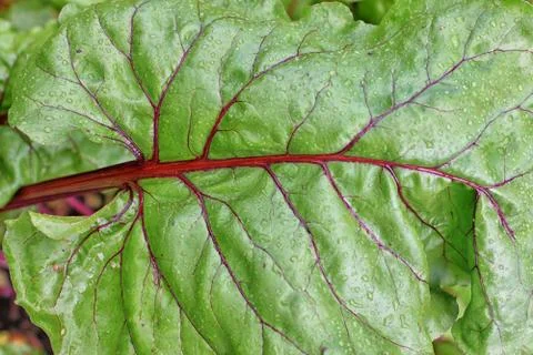 Fresh green leaf of beet close up Stock Photos