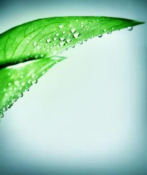 Fresh green leaf border Stock Photos