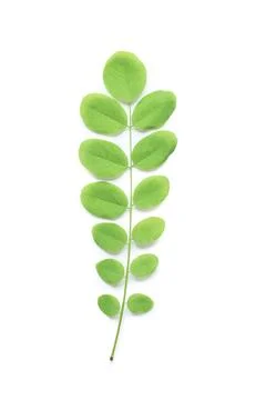 Fresh green leaf branch with multiple small leaves isolated on a clean white  Stock Photos