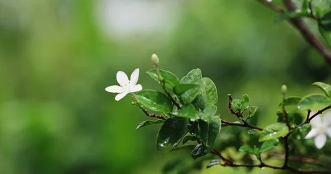 Fresh green leaf branch with white flower in the garden after the rain in the Stock Footage 92014914