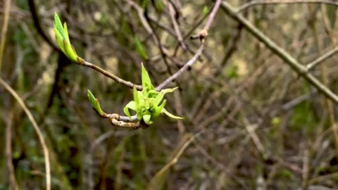 Fresh Green Leaf Bud Stock Footage 149009215