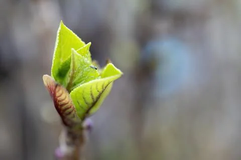 Fresh green leaf close up Macro photography. Stock Photos