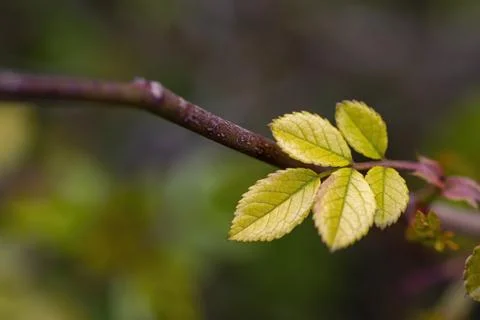 Fresh green leaf close up Macro photography. Stock Photos