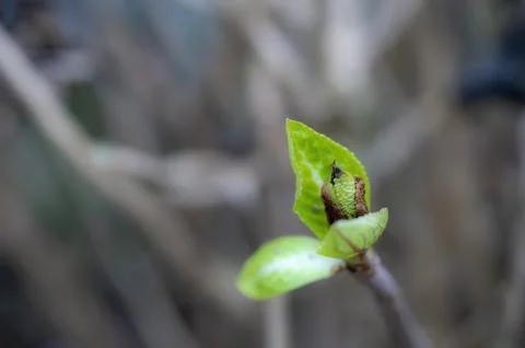 Fresh green leaf close up Macro photography. Stock Photos