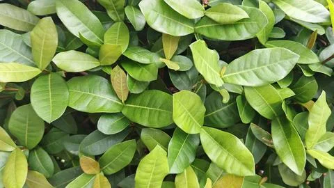 Fresh Green Leaf Cluster Texture Background Photos