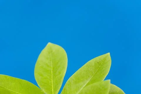 Fresh green leaf composition with copy space. Stock Photos