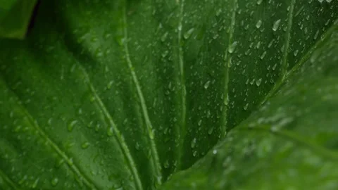 Fresh Green Leaf Covered with Rain Water Droplets 库存影片 340186398
