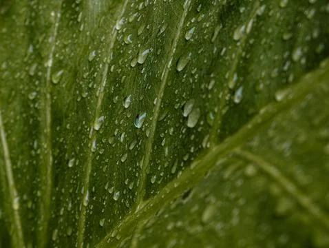 Fresh Green Leaf Covered with Rain Water Droplets, Close-Up Nature Texture .. Stock Photos