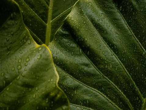 Fresh Green Leaf Covered with Rain Water Droplets, Close-Up Nature Texture .. Stock Photos