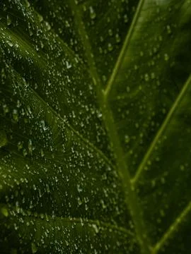 Fresh Green Leaf Covered with Rain Water Droplets, Close-Up Nature Texture .. Stock-Fotos