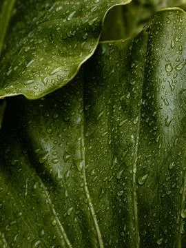 Fresh Green Leaf Covered with Rain Water Droplets, Close-Up Nature Texture .. Stock Photos