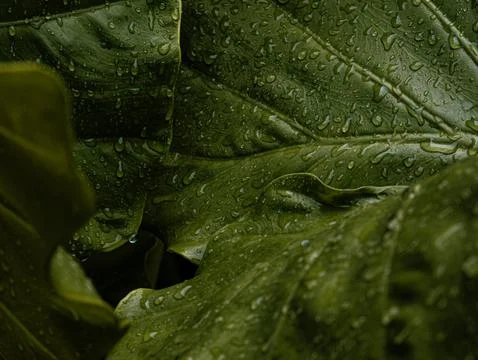 Fresh Green Leaf Covered with Rain Water Droplets, Close-Up Nature Texture .. Stockfoto's