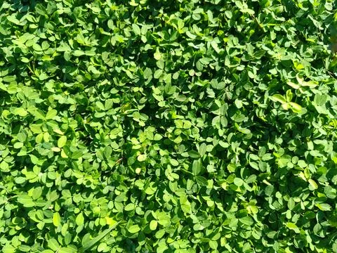 Fresh green leaf decorative pattern on ornamental bean plant in sunlight. Stock Photos