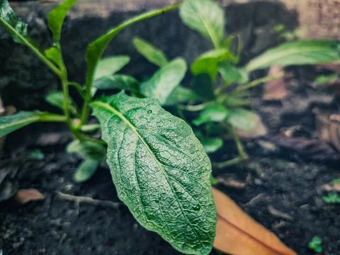 Fresh Green Leaf with Dew Foto stock