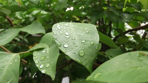 Fresh Green Leaf with Dew. Stock-Fotos