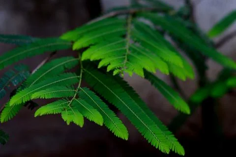 A fresh green leaf with a feathery structure of Phyllanthus emblica, also k.. Stock-Fotos