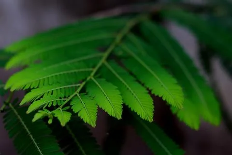 A fresh green leaf with a feathery structure of Phyllanthus emblica, also k.. Stock Photos