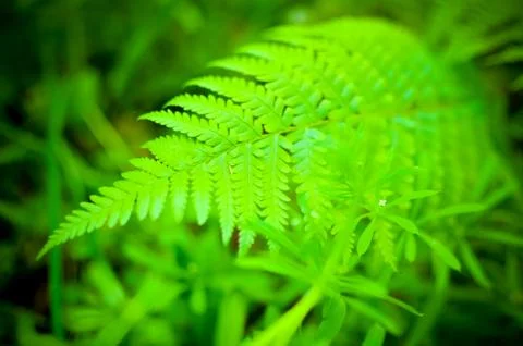 Fresh green leaf in the forest Stock Photos