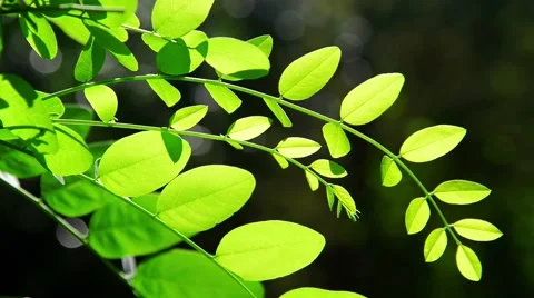 Fresh green leaf in front sunlight Stock Footage 41684725