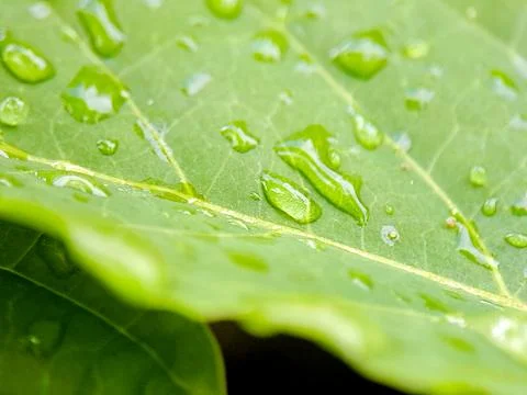Fresh green leaf, graced by translucent water droplets clinging to its surf.. Stock Photos