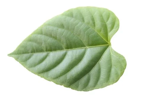 Fresh green leaf isolated. Foto stock