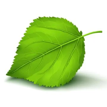 Fresh green leaf isolated on white background Illustrazione stock