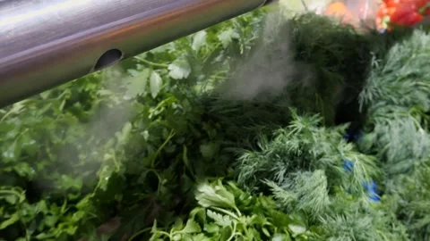 Fresh green leaf lettuce on display at grocery store under cooling water steam. Stock Footage 308587502