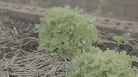 Fresh Green Leaf Lettuce Growing with Straw Mulch in Organic Garden Stock Footage 337857732