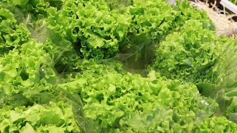 Fresh green leaf lettuce in plastic packaging at supermarket produce section Stock Footage 343507318