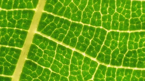 Fresh green leaf on a macro background. Leaf veins with texture and pattern Stock Footage 167120322
