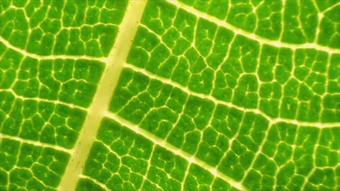 Fresh green leaf on a macro background. Leaf veins with texture and pattern Stock Footage 169510502