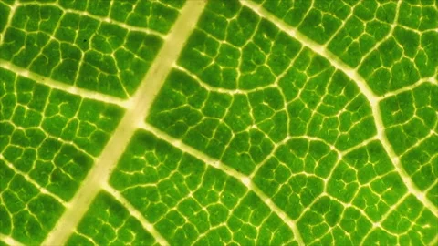 Fresh green leaf on a macro background. Leaf veins with texture and pattern Stock Footage 177513570