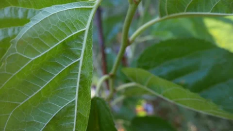 Fresh green leaf on a macro background. Leaf veins with texture and pattern Stock Footage 196733107