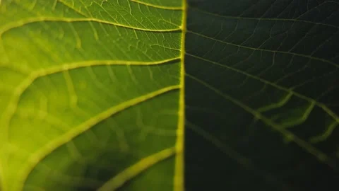 Fresh green leaf on a macro background. Leaf veins with texture and pattern Stock Footage 197382822