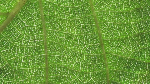 Fresh green leaf on a macro background. Leaf veins with texture and pattern Stock Footage 254860802