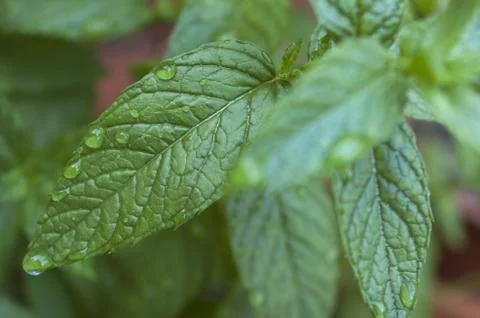 Fresh green leaf of mint Stock Photos