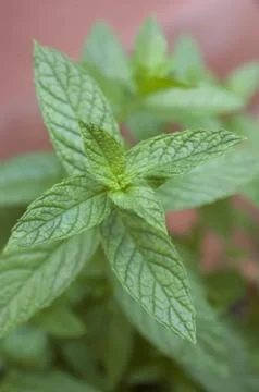 Fresh green leaf of mint Stock Photos