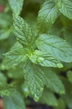 Fresh green leaf of mint Stock Photos
