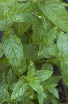 Fresh green leaf of mint Stock Photos