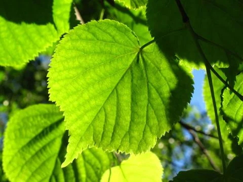 Fresh green leaf Foto stock