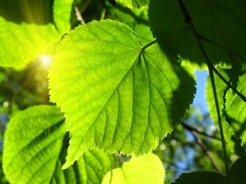 Fresh green leaf Stock-Fotos