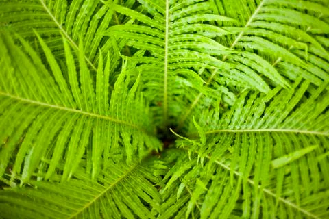 Fresh green leaf Foto stock