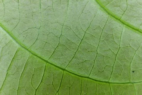 Fresh green leaf Stock Photos