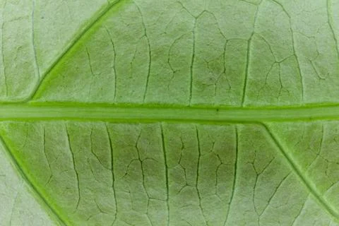 Fresh green leaf Stock Photos