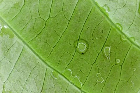 Fresh green leaf Stock Photos
