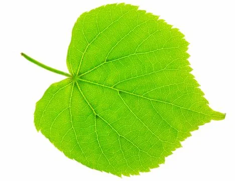 Fresh green leaf Foto stock