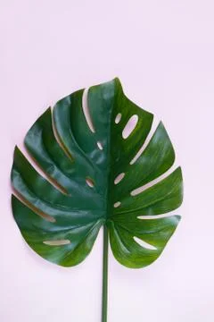 Fresh green leaf Stock Photos