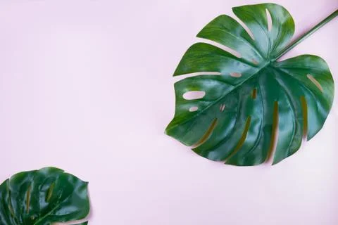 Fresh green leaf Stock Photos