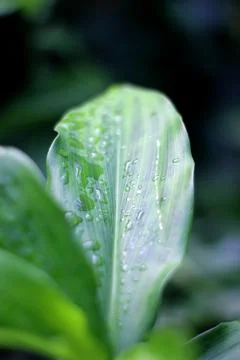 Fresh green leaf Foto stock