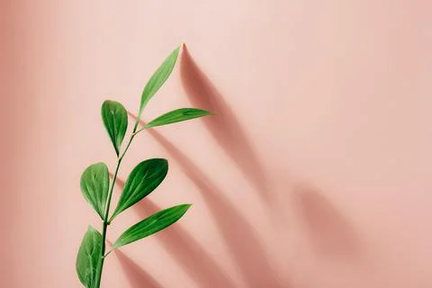 Fresh green leaf on pink with shadows background Stock Photos